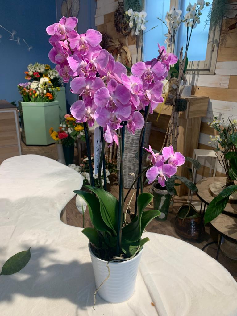 Orchidee Phalaenopsis